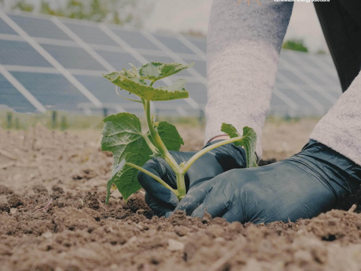 Gloved hands plant a plant near solar panels
